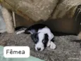 Amora-Vacinada e vermifugada