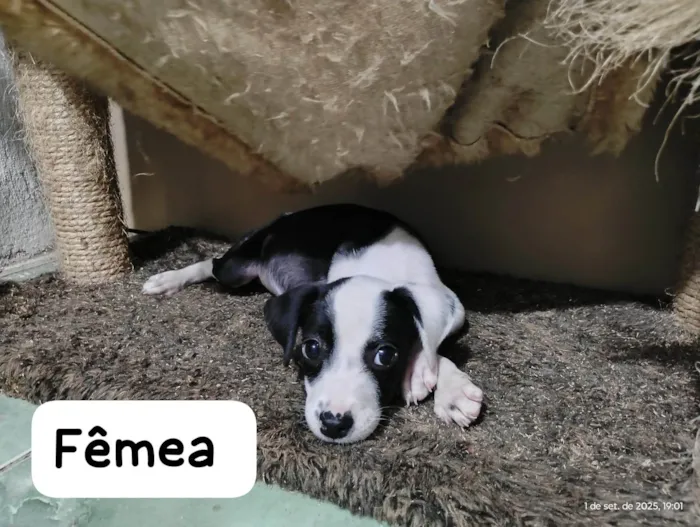 Cachorro ra a SRD-ViraLata idade 2 a 6 meses nome Amora-Vacinada e vermifugada