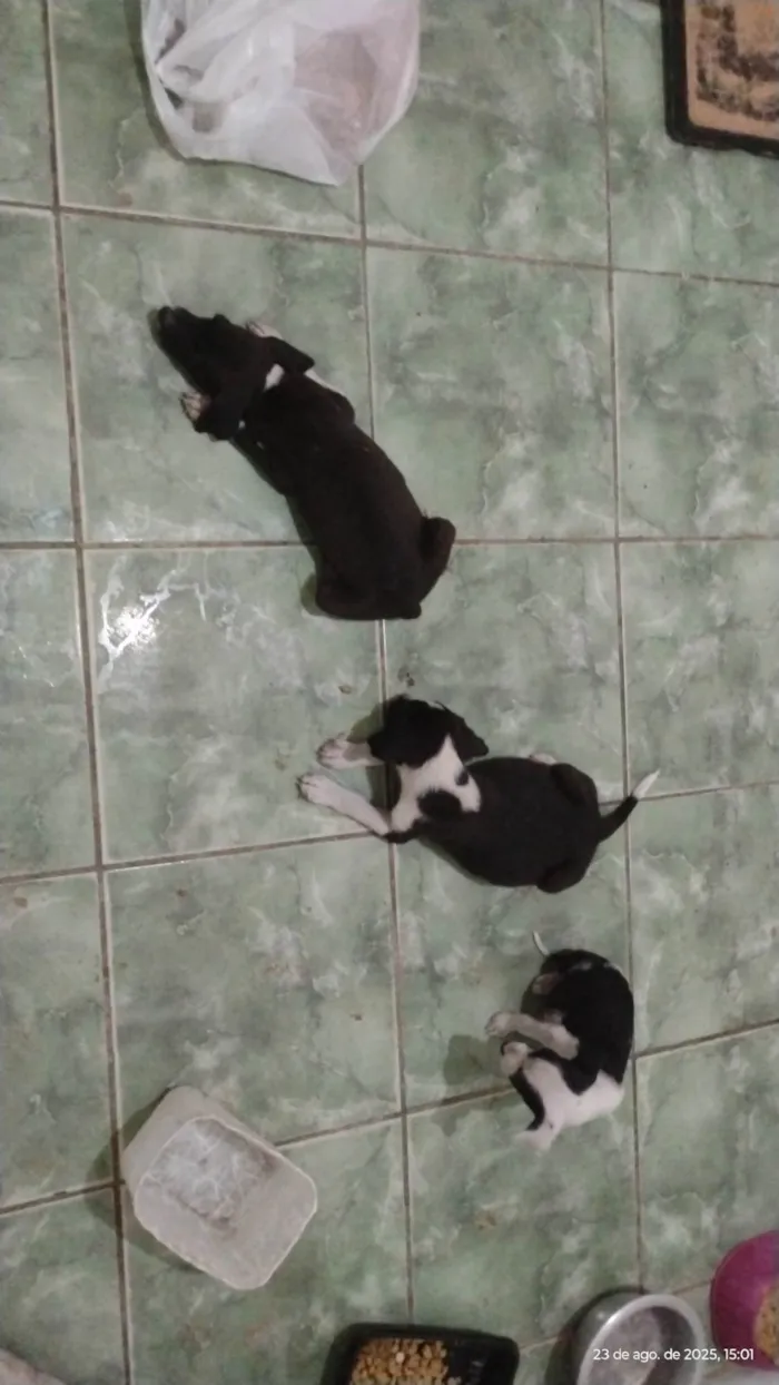 Cachorro ra a SRD-ViraLata idade 2 a 6 meses nome Amora-Vacinada e vermifugada