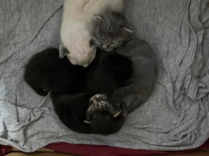 Gato ra a Siamês idade Abaixo de 2 meses nome Filhotes