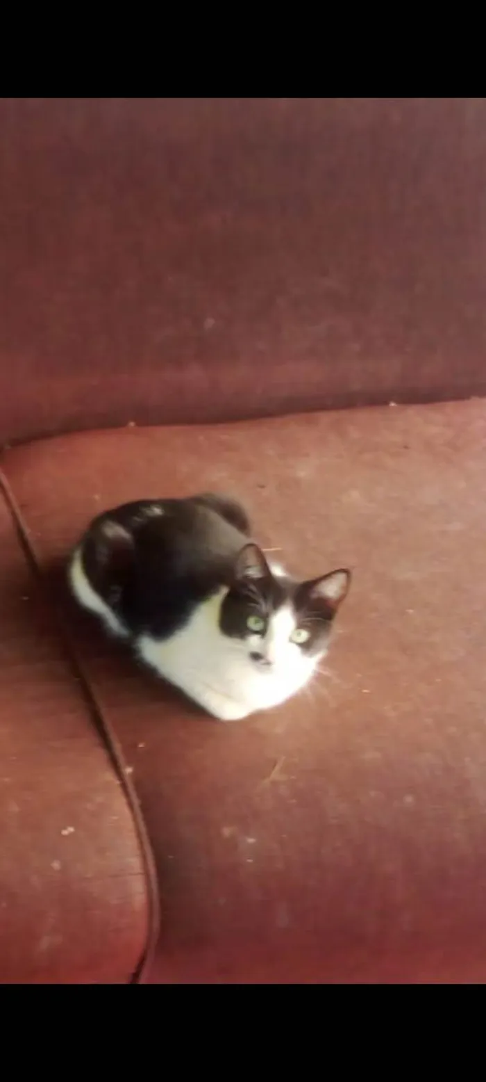 Gato ra a SRD-ViraLata idade 7 a 11 meses nome Klaus e Pitanga