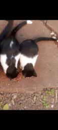 Klaus e Pitanga