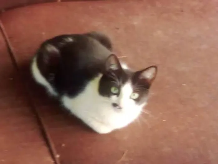 Gato ra a SRD-ViraLata idade 7 a 11 meses nome Klaus e Pitanga
