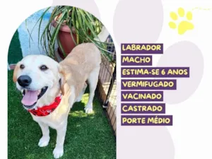 Cachorro raça Labrador idade 6 ou mais anos nome Max