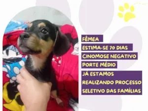 Cachorro raça SRD-ViraLata idade Abaixo de 2 meses nome Anastacia 