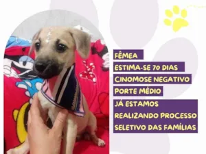 Cachorro raça SRD-ViraLata idade Abaixo de 2 meses nome Aurora