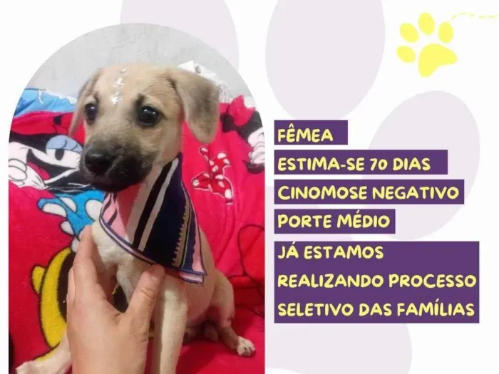 Cachorro ra a SRD-ViraLata idade Abaixo de 2 meses nome Aurora