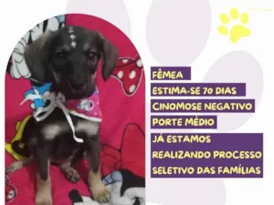 Cachorro raça SRD-ViraLata idade Abaixo de 2 meses nome Anita