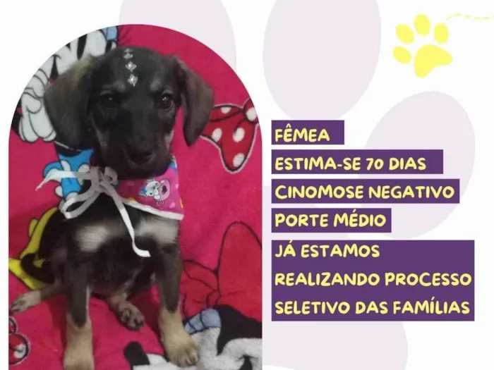 Cachorro ra a SRD-ViraLata idade Abaixo de 2 meses nome Anita