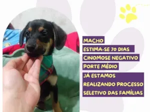 Cachorro raça SRD-ViraLata idade Abaixo de 2 meses nome Antony
