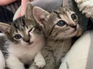 Gato raça SRD-ViraLata idade Abaixo de 2 meses nome Selma Beltrão 