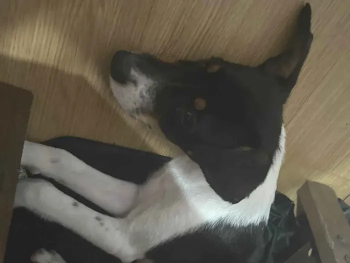 Cachorro ra a SRD-ViraLata idade 2 a 6 meses nome chester