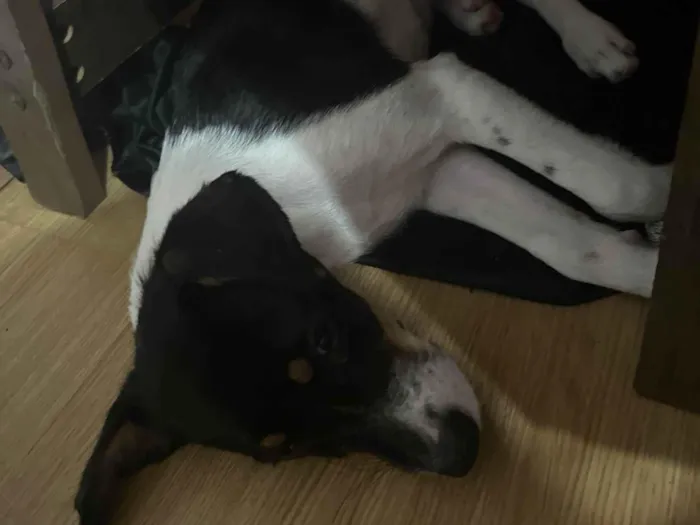 Cachorro ra a SRD-ViraLata idade 2 a 6 meses nome chester