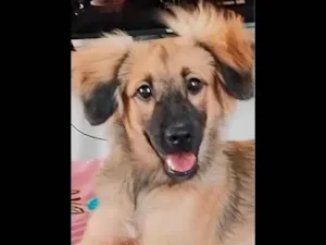 Cachorro raça SRD-ViraLata idade 2 anos nome Reyla Maria 