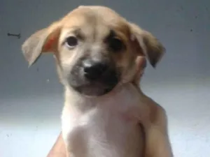 Cachorro raça SRD-ViraLata idade 2 a 6 meses nome Safira