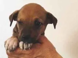Cachorro raça SRD-ViraLata idade Abaixo de 2 meses nome Mel
