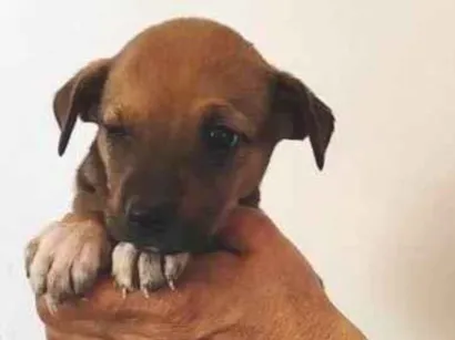 Cachorro raça SRD-ViraLata idade Abaixo de 2 meses nome Mel