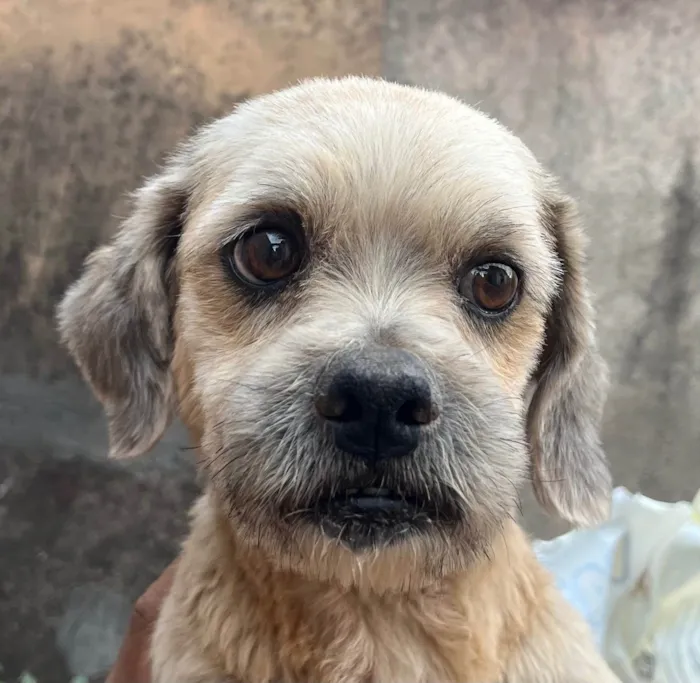 Cachorro ra a Shitzu idade 1 ano nome Fred 