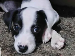 Cachorro raça SRD-ViraLata idade 2 a 6 meses nome Amora-Vacinada e vermifugada