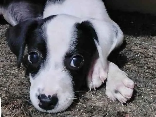 Cachorro ra a SRD-ViraLata idade 2 a 6 meses nome Amora-Vacinada e vermifugada