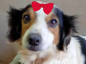 Cachorro raça Shnauzer idade 1 ano nome Estrela 