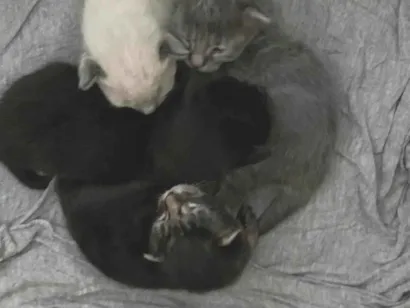 Gato raça Siamês idade Abaixo de 2 meses nome Filhotes