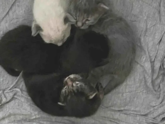 Gato ra a Siamês idade Abaixo de 2 meses nome Filhotes