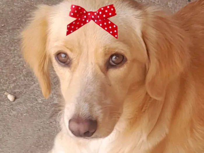 Cachorro ra a Labrador idade 7 a 11 meses nome Malu 