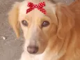 Malu
