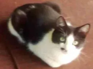 Gato raça SRD-ViraLata idade 7 a 11 meses nome Klaus e Pitanga