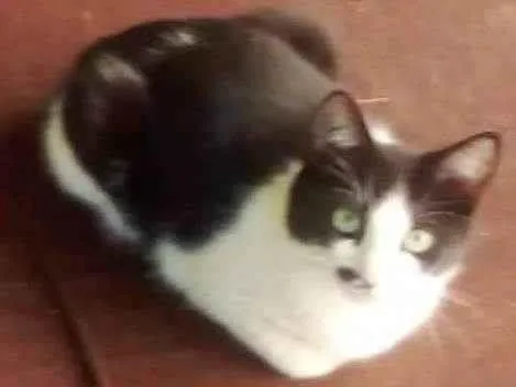 Gato ra a SRD-ViraLata idade 7 a 11 meses nome Klaus e Pitanga