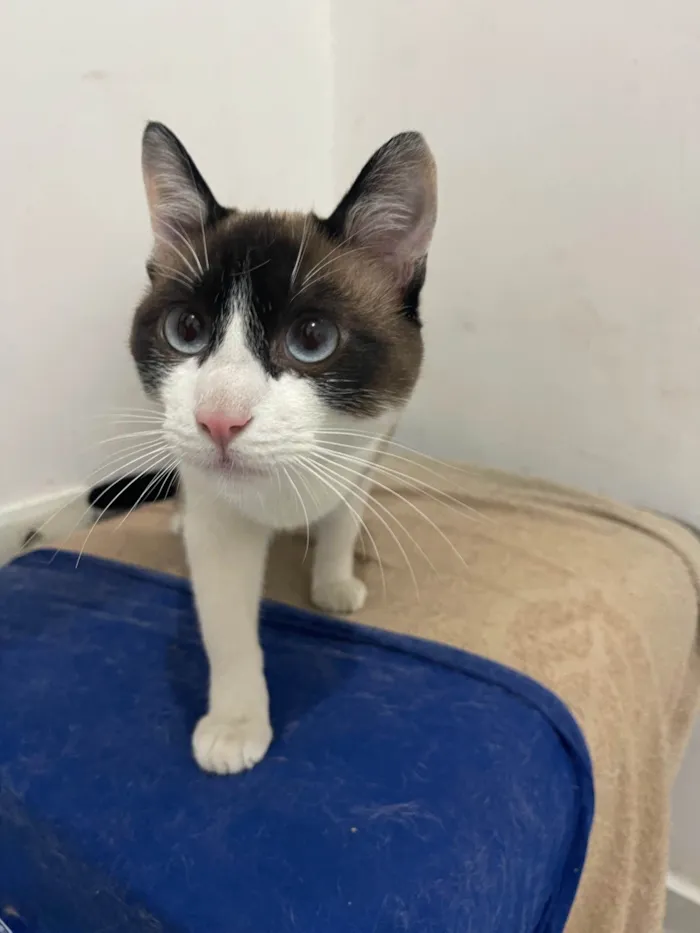 Gato ra a SRD-ViraLata idade 7 a 11 meses nome Pitoco