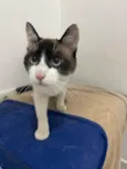 Pitoco