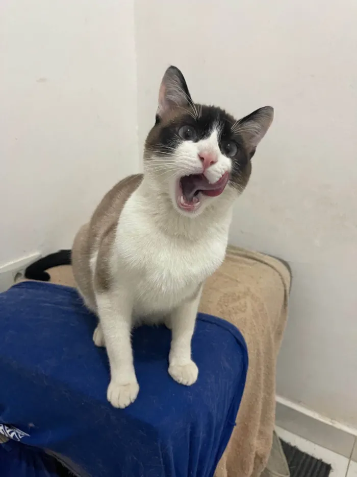 Gato ra a SRD-ViraLata idade 7 a 11 meses nome Pitoco