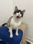 Pitoco