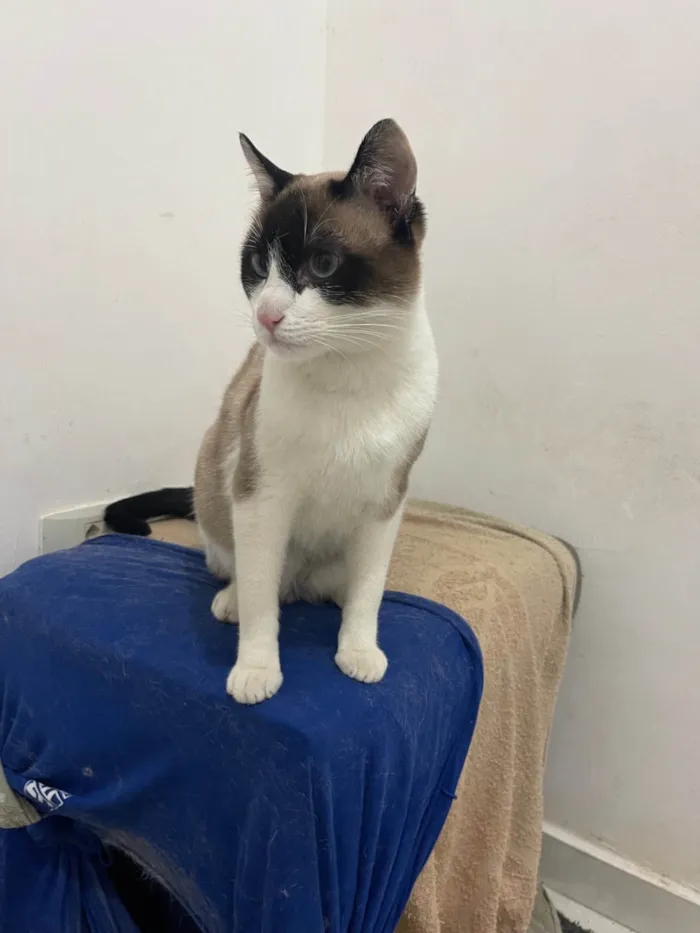 Gato ra a SRD-ViraLata idade 7 a 11 meses nome Pitoco