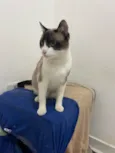 Pitoco