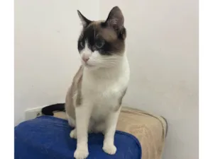 Gato raça SRD-ViraLata idade 7 a 11 meses nome Pitoco