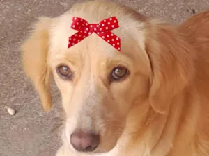 Cachorro raça Labrador idade 7 a 11 meses nome Malu 