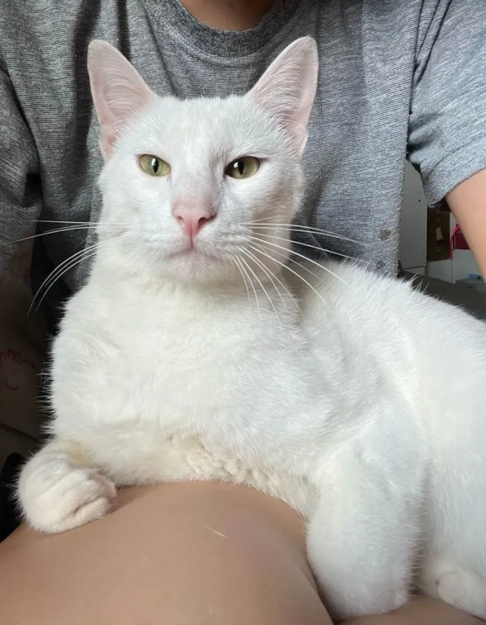 Gato ra a SRD-ViraLata idade 1 ano nome Gasparzinho 