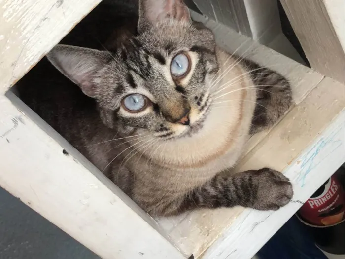 Gato ra a SRD-ViraLata idade 7 a 11 meses nome Noah