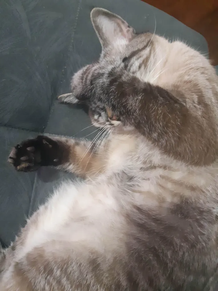 Gato ra a SRD-ViraLata idade 7 a 11 meses nome Noah