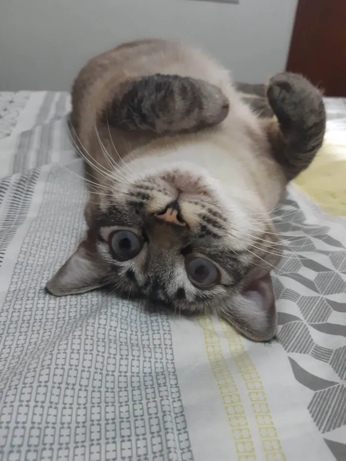 Gato ra a SRD-ViraLata idade 7 a 11 meses nome Noah