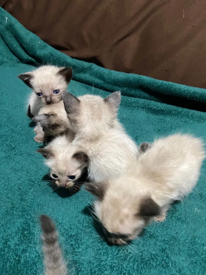 Gato ra a Siamês idade Abaixo de 2 meses nome Gatos siamês 