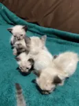 Gatos siamês