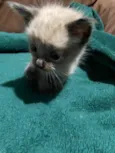 Gatos siamês