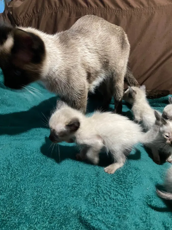 Gato ra a Siamês idade Abaixo de 2 meses nome Gatos siamês 