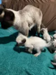 Gatos siamês