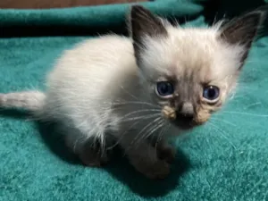 Gato raça Siamês idade Abaixo de 2 meses nome Gatos siamês 