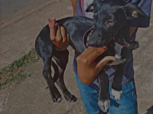 Cachorro raça Yorkshire idade 2 a 6 meses nome Bela